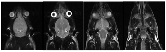 小鼠头颅扫描，T2W FSE (2).jpg
