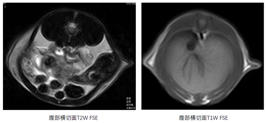 小鼠腹部扫描.jpg